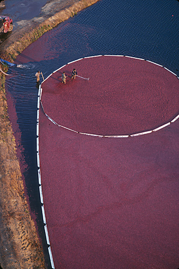 Cranberry harvest, Wareham, MA 