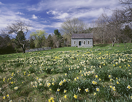 Daffodils, Lime Rock, CT